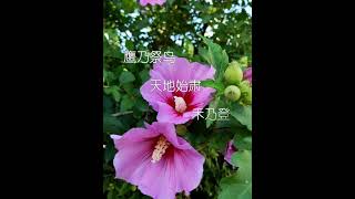 处暑.木槿处,止也,暑气至此而止天地乾坤始渐肃,鹰隼捕鸟稷乃登三候:鹰乃祭鸟,天地始肃,禾乃登 #节气 #处暑 #每日一花 #花与生活 #24节气#木槿花 处暑.木槿处,止也,暑气至此而止天地乾坤始渐肃,鹰隼捕鸟稷乃登三候:鹰乃祭鸟,天地始肃,禾乃登 #节气 #处暑 #每日一花 #花与生活 #24节气#木槿花
