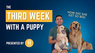 The third week with a puppy! by Ellie Golden Life 45,723 views 1 year ago 5 minutes, 54 seconds