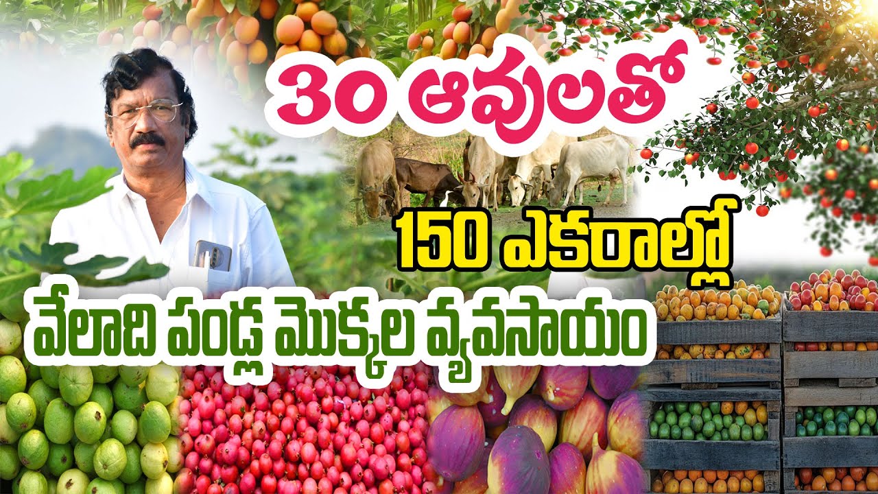 150 акров.. фруктовые сады.. доход в любое время года | Шрирамулу 