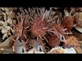 Amazing seashells!