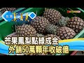 外銷搶手貨“芒果鳳梨”｜我是鳳梨爸爸｜【台灣真善美】2024.03.17