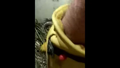 My new pet