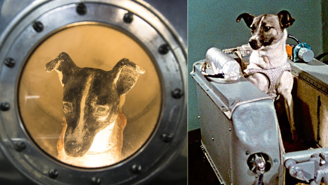 Какие собаки были в космосе первыми. Лайка первый космонавт. Собаки космонавты. Первые космонавты белка и стрелка. Лайка в космосе.