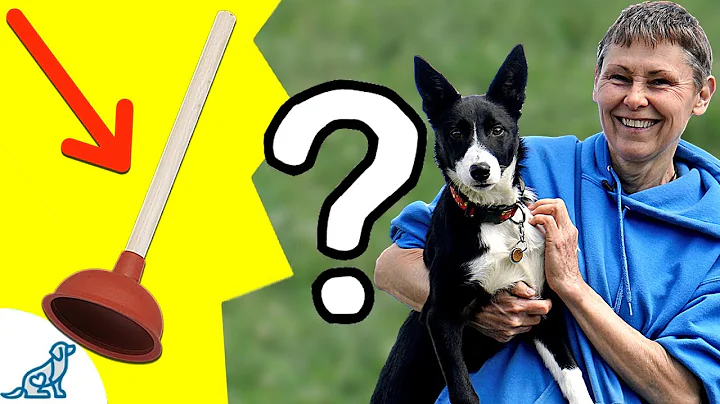 The Unexpected Way To Exercise Your Dog Using THIS...