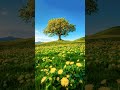The shepherd of my soul is by my side. #hymns #christianhymns #christiansongs #worship