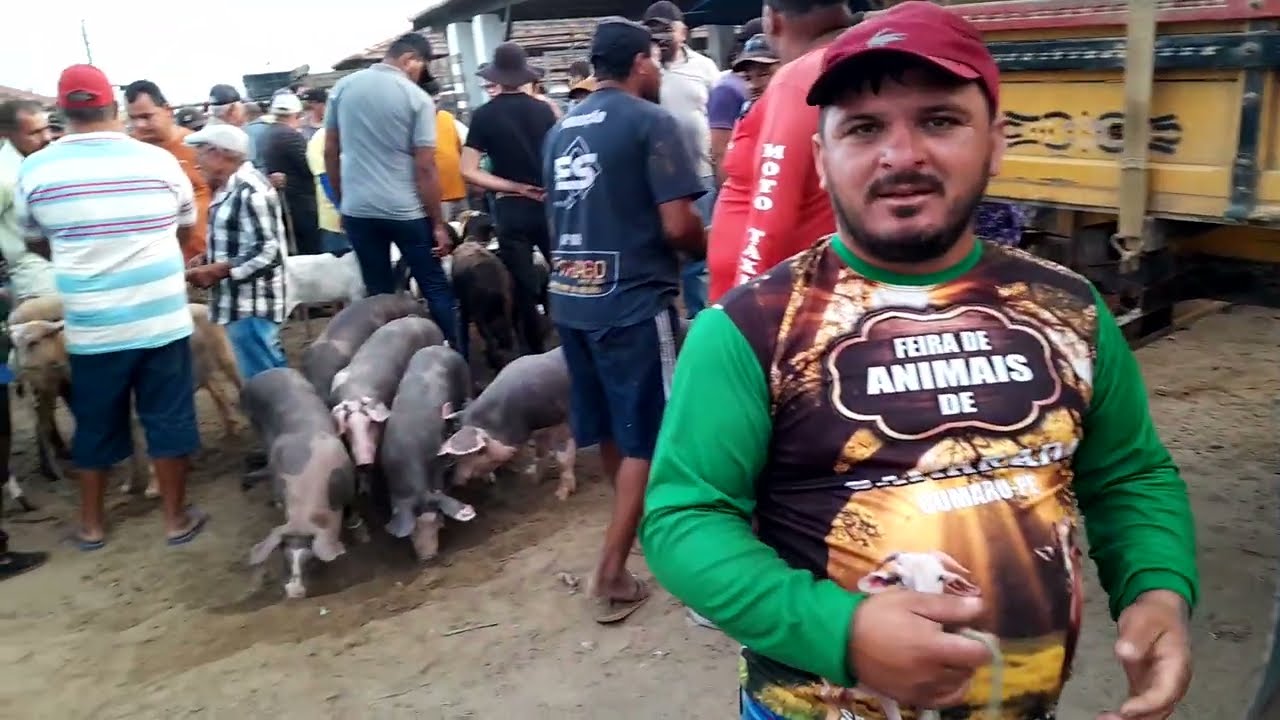 Muitos Suínos na Feira de Porcos em Surubim Pernambuco 16/01/2025