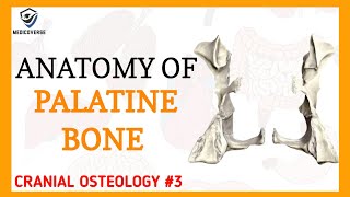 Palatine Bone Anatomy | Cranial osteology #3 Resimi