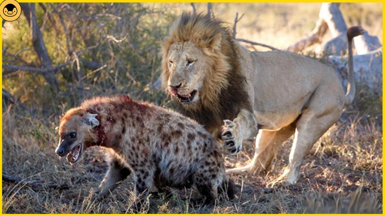 10 Moments Hyenas Messed with the Wrong Opponents