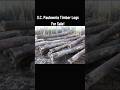 Paulownia Timber Logs For Sale Grown In South Carolina USA #kiri #empress #foxglove #trees #farming