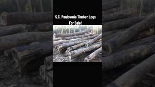 Paulownia Timber Logs For Sale Grown In South Carolina USA #kiri #empress #foxglove #trees #farming