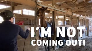 Thoroughbred Breaks his Hip on the Stall and now he’s scared to come out