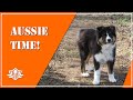 9-Month-Old Aussie Puppy Playing in the Fields. Endless Supply of Energy.