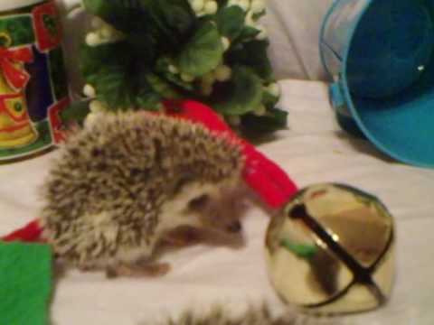 I Want a Hedgehog (for Christmas)
