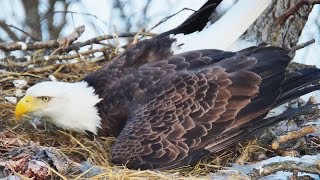 Decorah North Nest | Recap of some funny nestorations and stunning close-ups ~ 03-08-2019