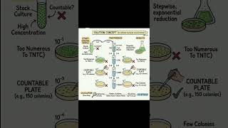 Serial dilution techniques in microbiology #microbiologyworld #microbiologynotes #viral #viralvideo