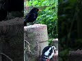 blackbird and woodpecker #birds #birdphotography #nature #wildlife #woodpecker