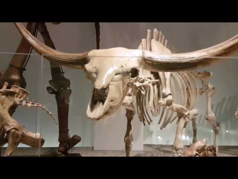 Video: Jättiläinen: eläimen kuvaus, elämäntapa, lisääntyminen, mielenkiintoisia faktoja