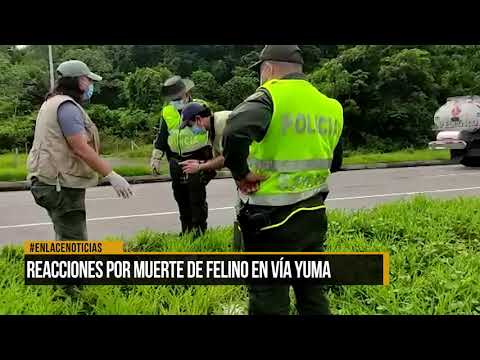 Reacciones por muerte de felino en la vía Yuma