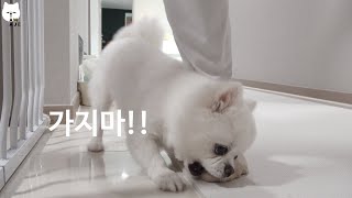 a dog bites my foot not to go to work by 나는 아재다 I'm AJE 13,452 views 3 years ago 4 minutes, 52 seconds
