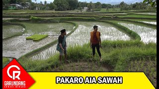 Pakaro Aia Sawah | Garundang 242