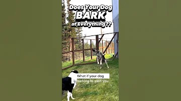 How to Stop Your Dog from Barking at EVERY. SINGLE. THING. #dogtraining #dogtrainer #puppytraining