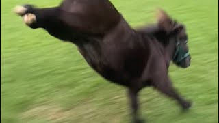 Since you guys love watching this here’s an extended version of Jewel galloping and bucking