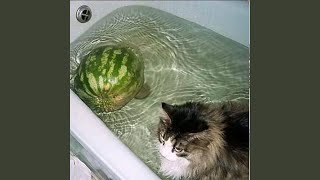 Instasamka is - 44meowluvv