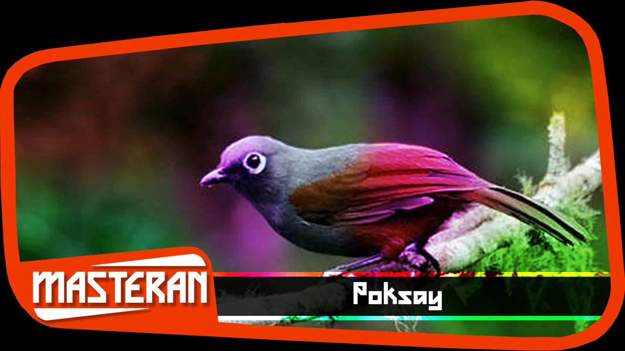 SUARA BURUNG - Masteran Terbaik Poksay | Song 1 