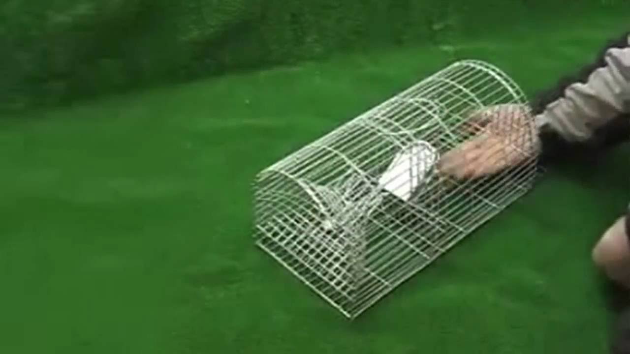 Élvefogó patkánycsapda 40 cm - YouTube