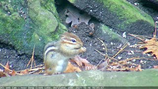 Chipmunk Eating an Insect (10/16/2021)