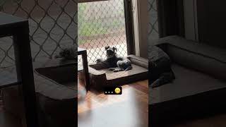 Schnauzer dog  caught sniffing sweaty paws, gets embarrassed  #schnauzer #cute #dogs #funny