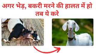 कमजोर बकरी, जो मरने की हालत में हो तो उसे कैसे बचाएं goat bakripalan goatfarming