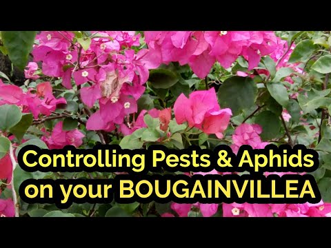 CONTROLLING PESTS AND APHIDS ON YOUR BOUGAINVILLEA