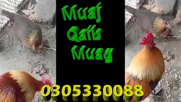 Qaib Dib Poj Lau Muag