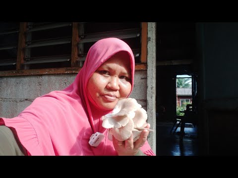 Video: Aprikot Nanas: Penerangan Dan Ciri-ciri Pelbagai, Kelebihan Dan Kekurangan, Ciri Penanaman Dan Penjagaan + Foto Dan Ulasan