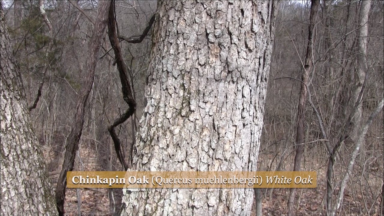 white oak bark