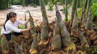 Harvesting giant bamboo shoots that grow densely across the mountains and forests after heavy rain.