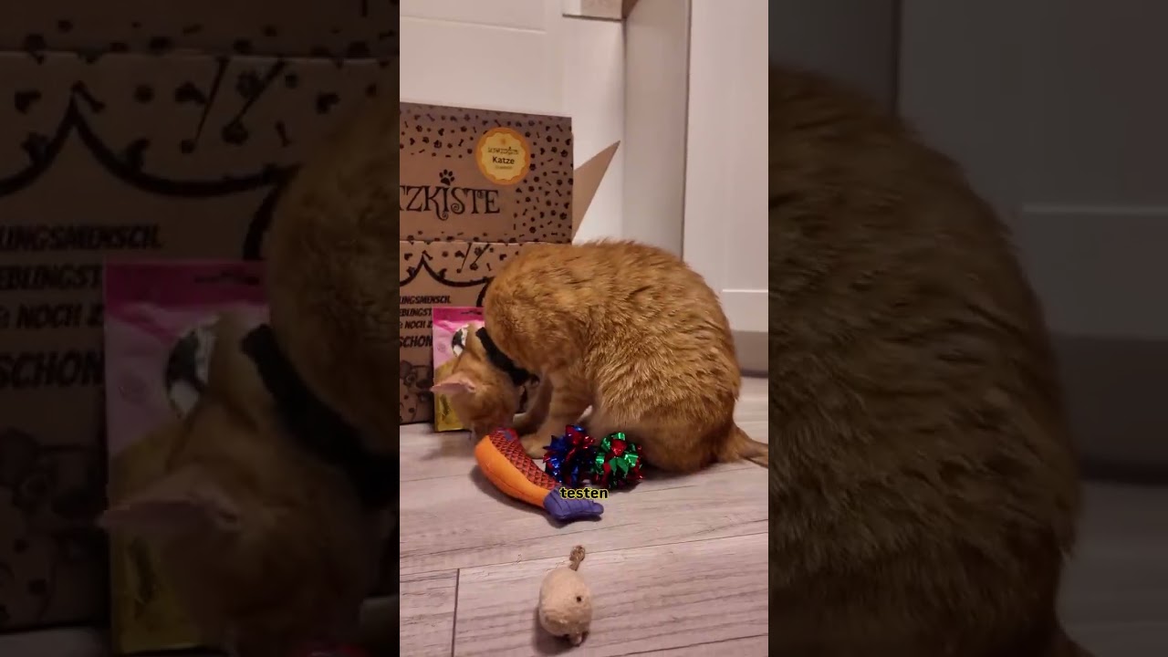 Video pepegingercat2023