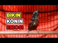Kolibri Ninja Ini Sukses Bikin Konin Lain Jadi Gacor Dan Emosi Mp3 - Mp4 Download