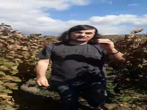 ხაშმის საფერავი ( ლეგენდა და სინამდვილე)