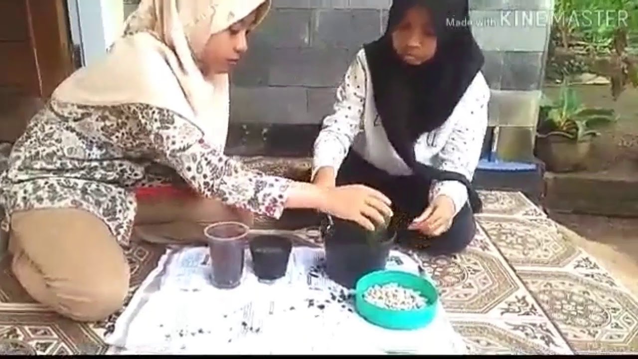 cara budidaya tanaman Kaktus 