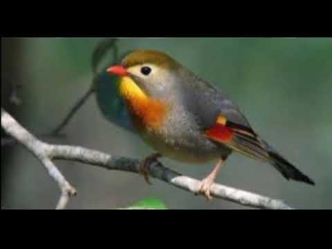 PANCINGAN BURUNG ROBIN JUARA GACOR 