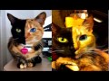 Смешное видео с котами - НЕОБЫЧНЫЕ, ИНТЕРЕСНЫЕ КОТЯТА extraordinary cats