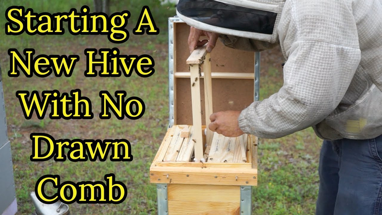 Starting A New Hive With No Drawn Comb