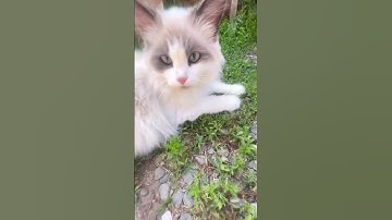 Wait please don’t scroll #shorts #foryou #tranding #cat #pet