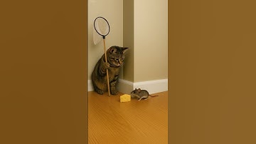She Has a Plan... But the Mouse Isn’t Falling for It 😼🐭 #trap #cat #shorts