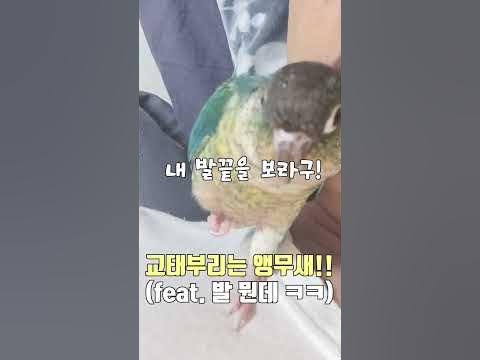 교태부리는 앵무새!!(Feat.발 뭔데 ㅋㅋ) - Youtube