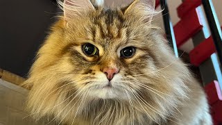 Cute Cat Aria Plays With Her Tail