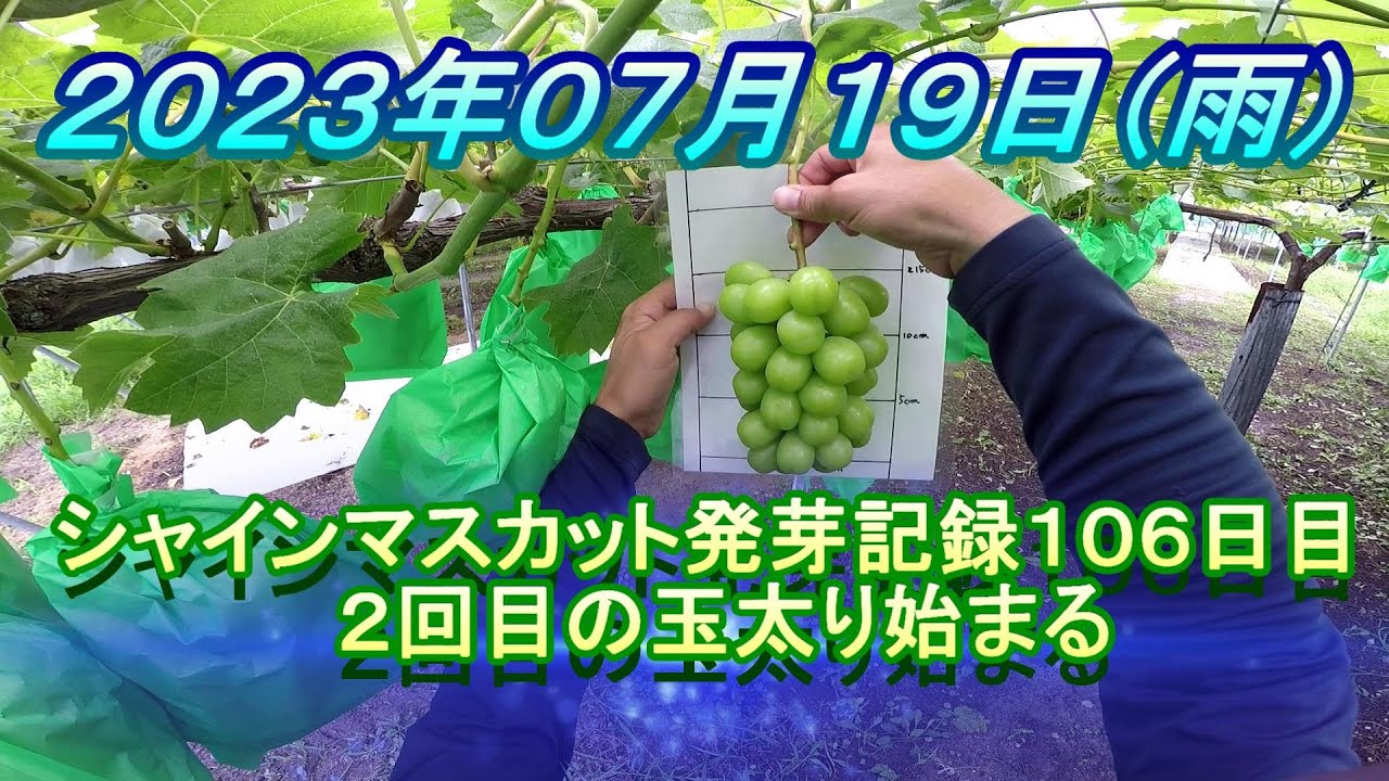 シャインマスカット発芽記録１０６日目 　２回目玉太り始まる
