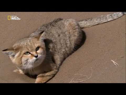 Удивительный, животный мир - Животные Ирана. Документальный фильм. 'National Geographic'